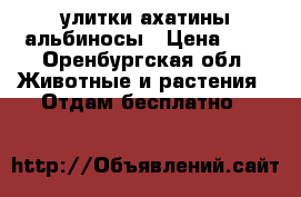 улитки ахатины альбиносы › Цена ­ 1 - Оренбургская обл. Животные и растения » Отдам бесплатно   